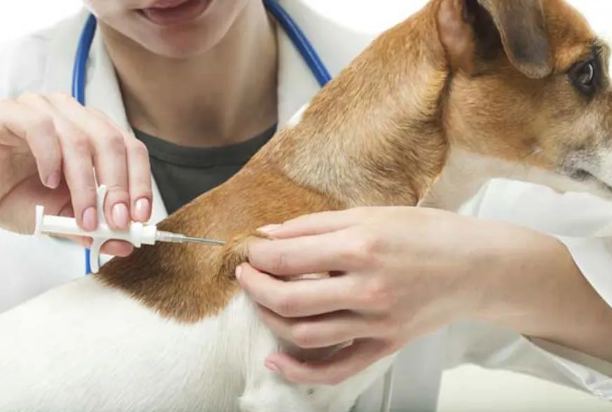 DSVSA Călărași avertizează că vaccinarea câinilor și pisicilor este obligatorie