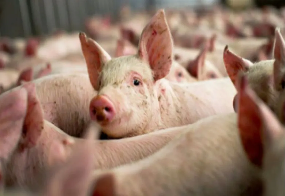 Focar de pestă porcină în județul Călărași. Restricțiile impuse de autorități