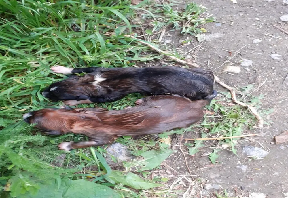 FOTO|Doi cățeluși salvați de pompieri dintr-o fântână