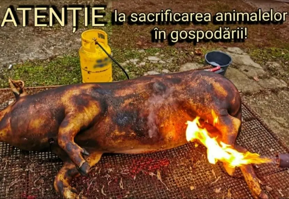 Sfaturi pentru tăierea porcului și pregătirea preparatelor din carne în siguranță