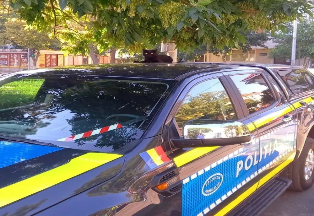 Amețit la volan, trezit de polițiști