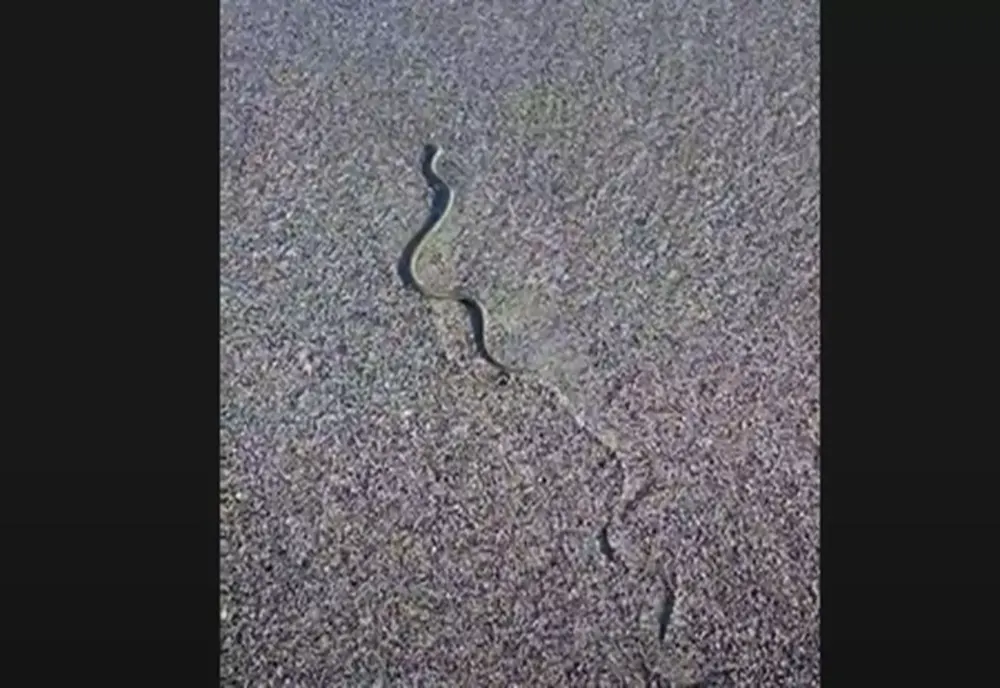 VIDEO Alertă pe litoral! Șerpi văzuți pe o plajă din Saturn 