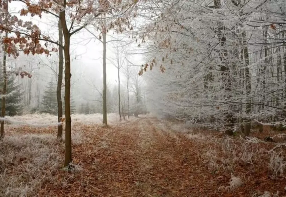 Prognoza meteo. Vreme închisă și precipitații mixte în vest și centru