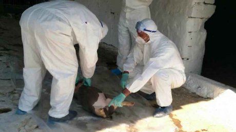 Numărul focarelor de pestă porcină din județul Călărași a ajuns la 59