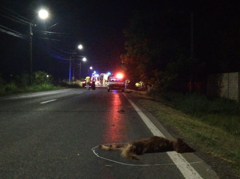 Video | O persoană a decedat și alte 4 au fost rănite în urma unui accident rutier provocat de un câine