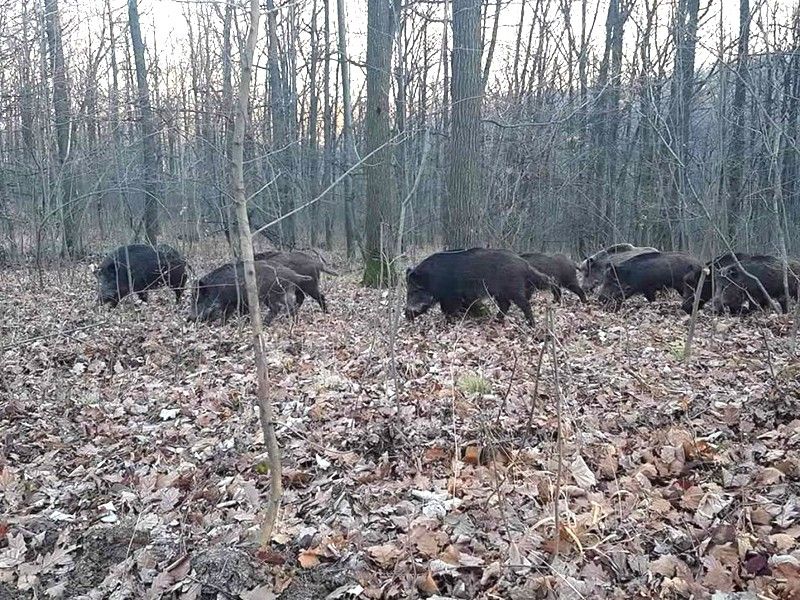 Mistreți pozitivi cu pesta porcină africană în 11 fonduri de vânătoare din județul Călărași