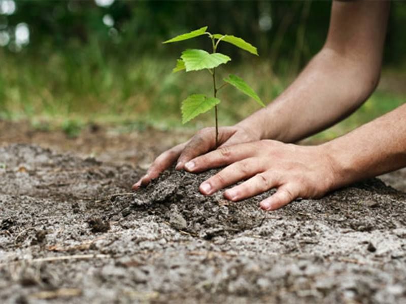 S-a deschis cea de a 4-a sesiune de depunere a cererilor "Sprijin pentru prima împădurire și crearea de suprafețe împădurire”