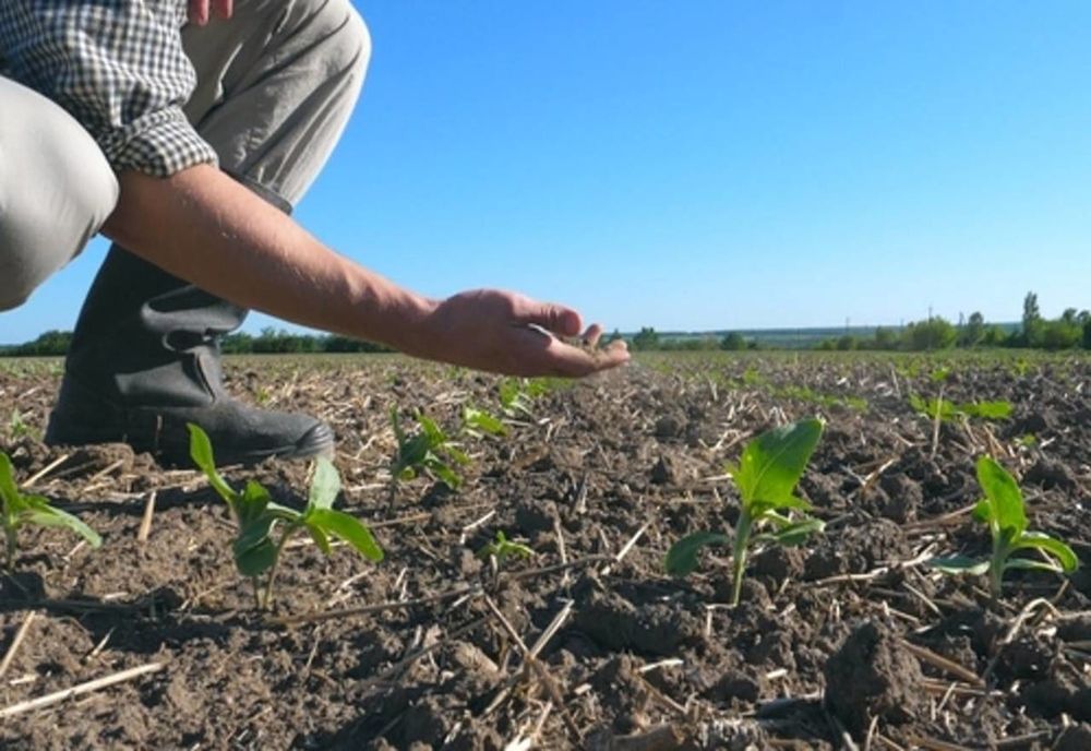 Peste 9.800 de fermieri au depus cereri de despăgubiri pentru secetă