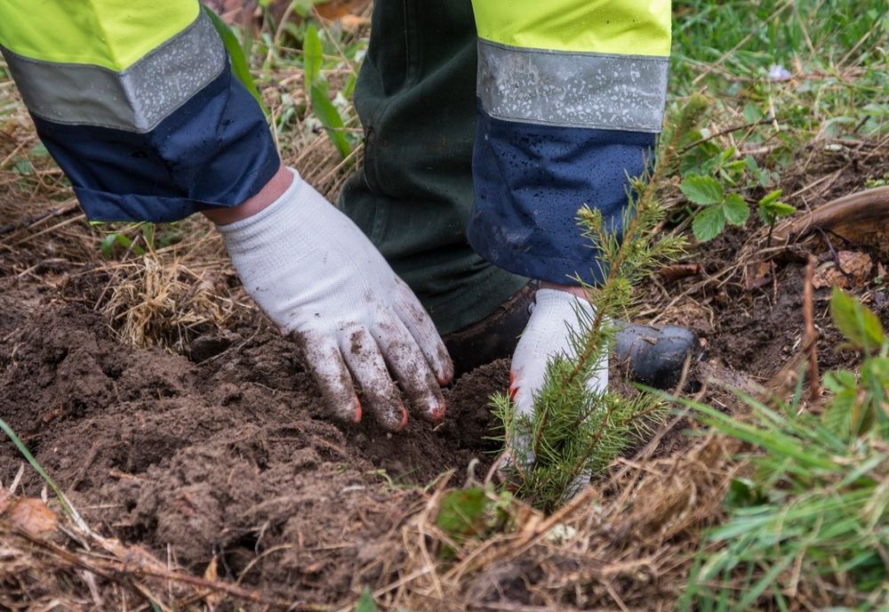 101 hectare vor fi împădurite în Călăraşi în campania de toamnă