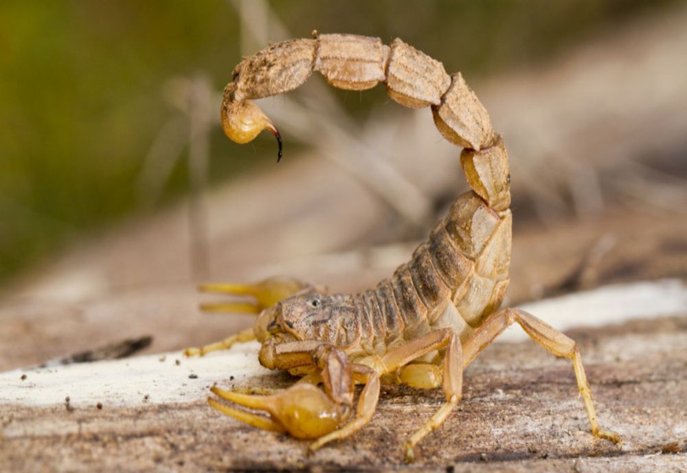 Angajată a unui supermarket, înțepată de un scorpion