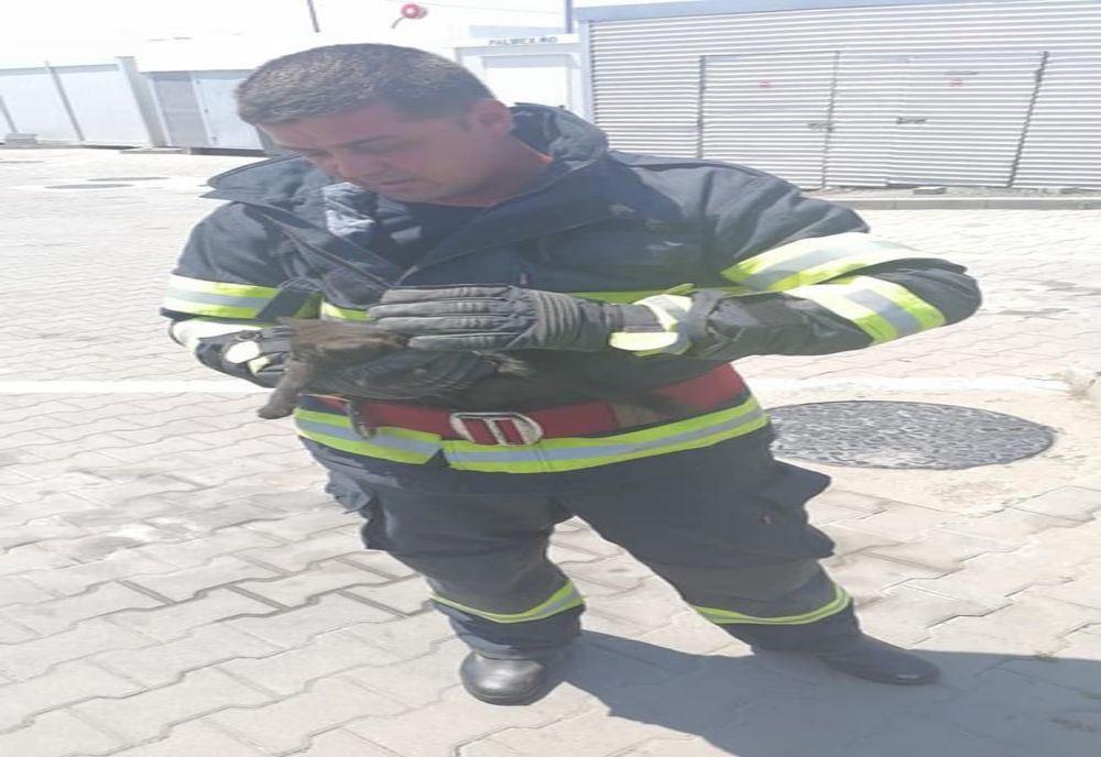 FOTO Pisicuță salvată de pompierii călărășeni 