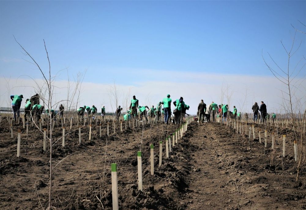Romsilva înfiinţează alte 60 de hectare de perdele forestiere de protecţie, în judeţele Călăraşi şi Brăila