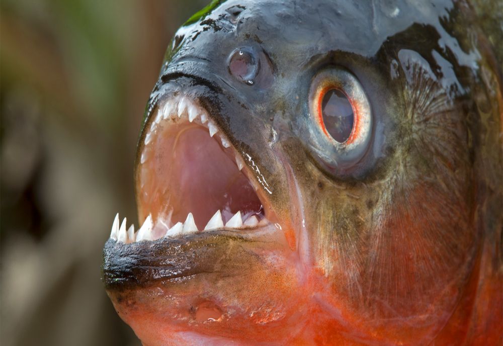 Pește piranha, devoratorul de oameni, găsit la Oradea, în apele Crișului Repede