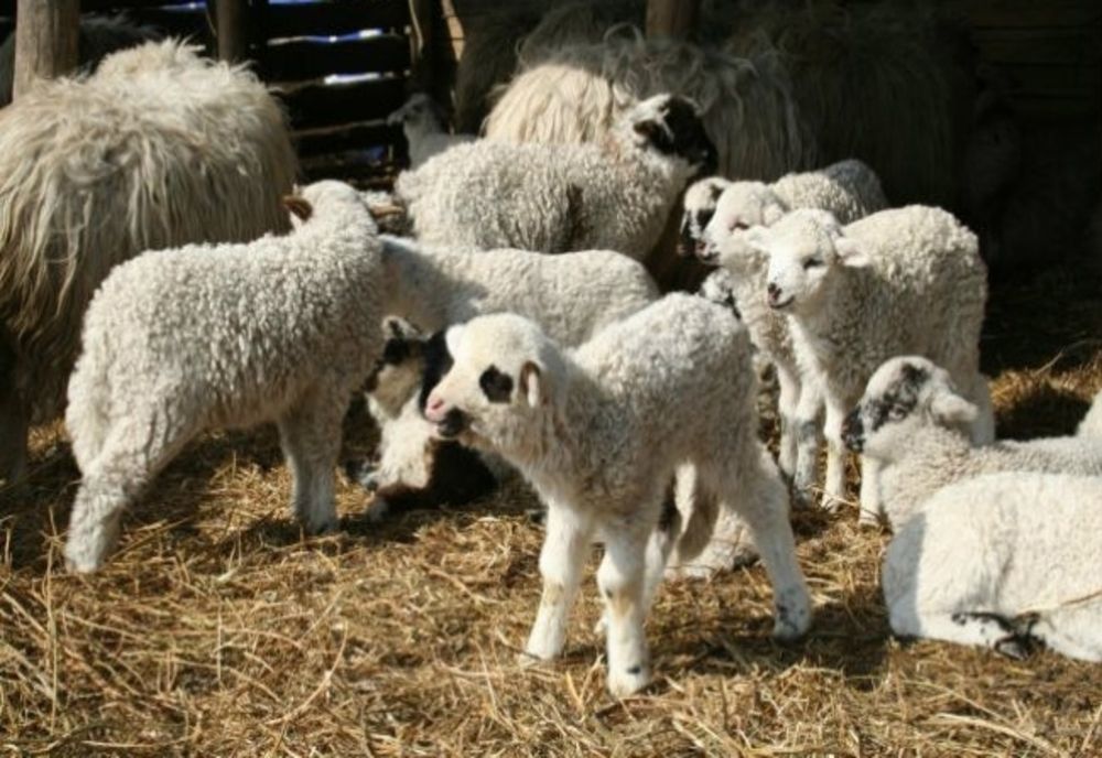 Paradoxul zootehniei actuale: Mieii României sunt trimiși la arabi, noi mâncăm din import!