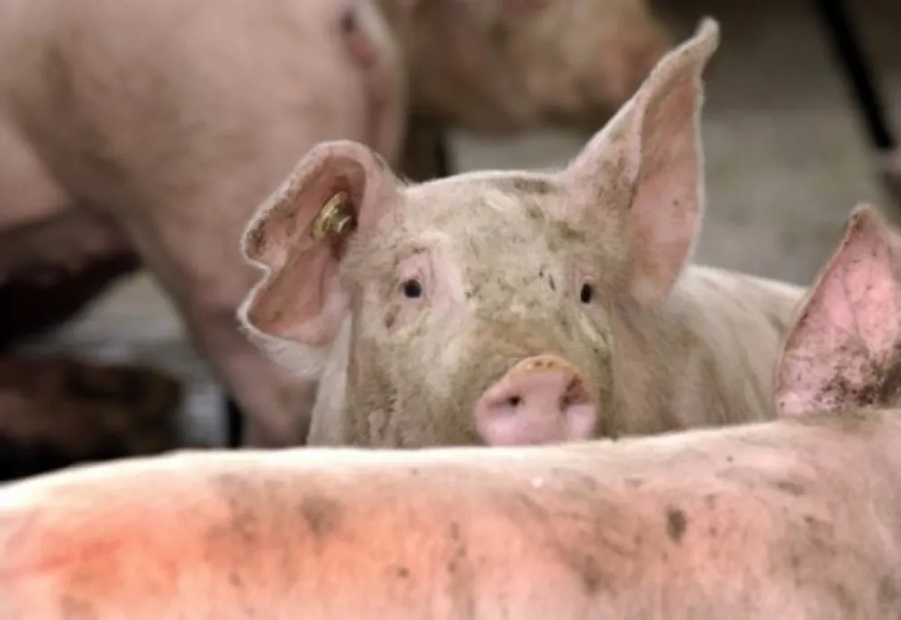 DSVSA reamintește că numărul maxim de porci dintr-o gospodărie nu poate depăși 5 capete