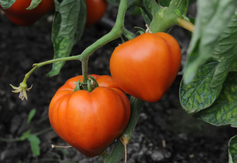 Programul de sprijin pentru tomate continuă și în 2020