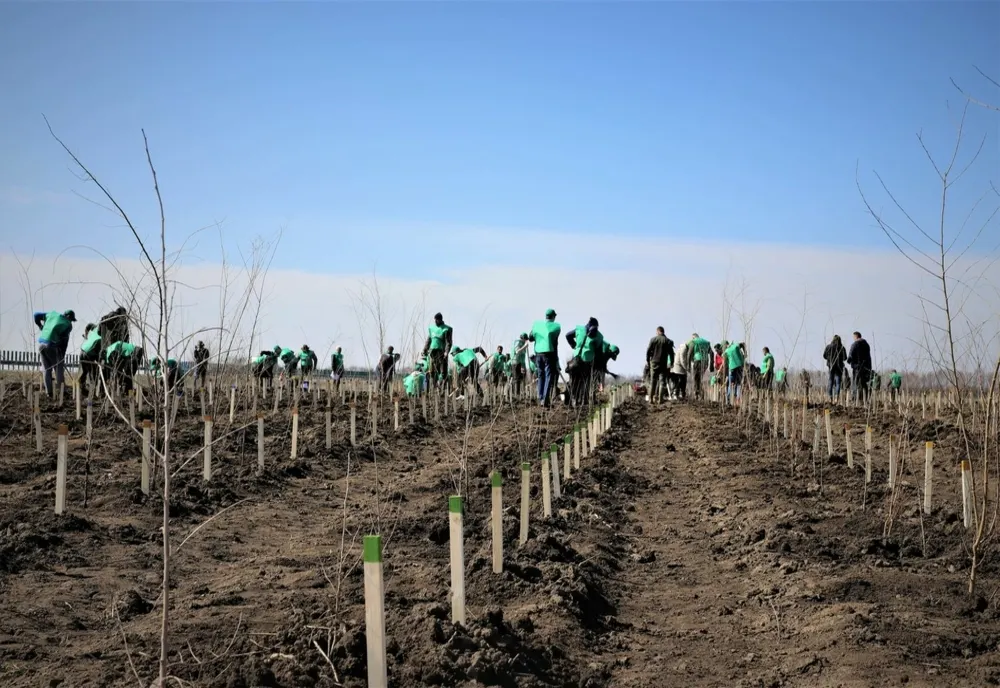 Romsilva înfiinţează alte 60 de hectare de perdele forestiere de protecţie, în judeţele Călăraşi şi Brăila