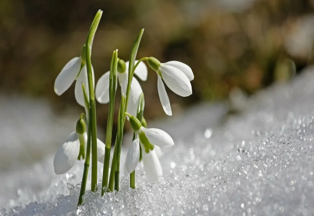 Vremea 26 februarie - Temperaturi peste media acestei perioade și cod galben de ninsori
