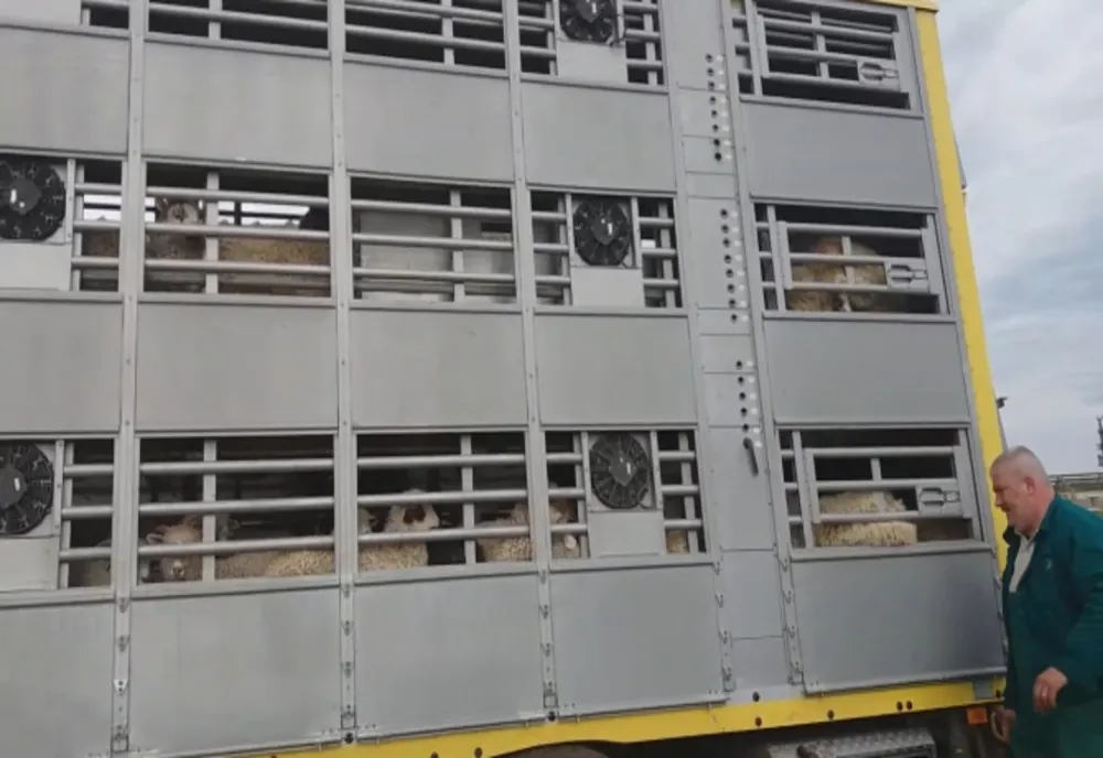 Polițiștii brăileni au verificat transporturile de animale vii