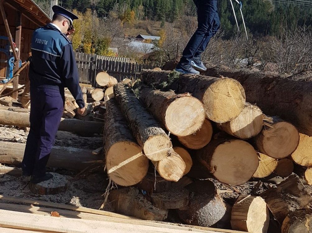 taieri ilegale de arbori