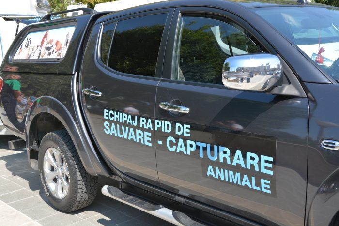 caini fara stapan