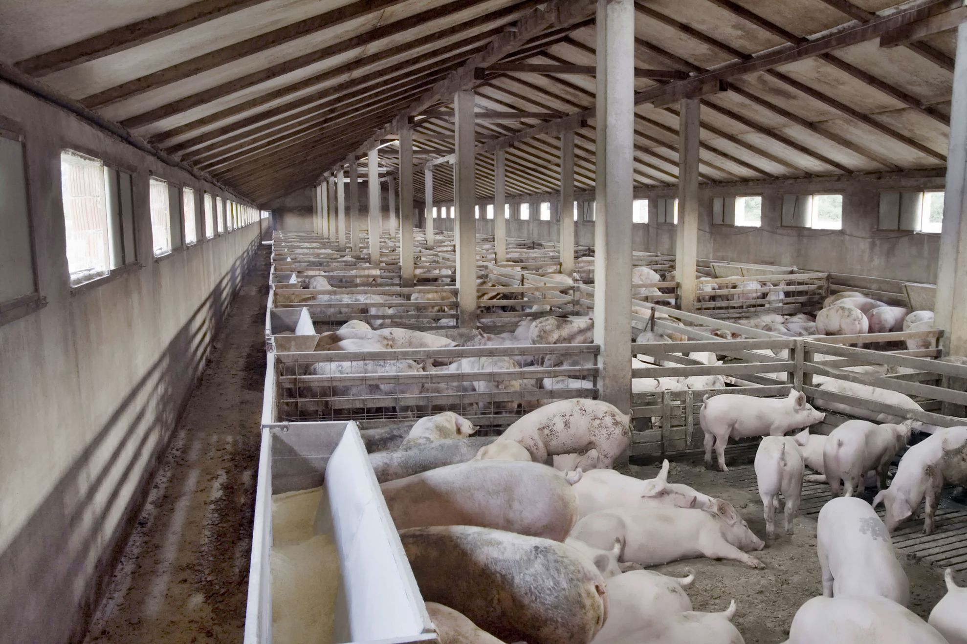 26963537 - big hog breeding pig farm