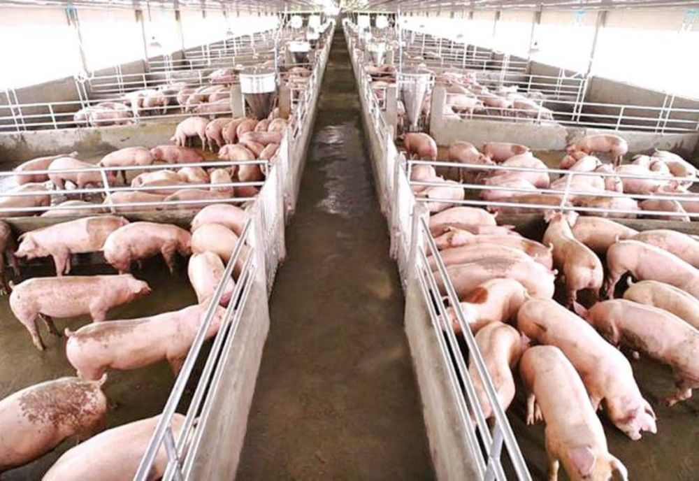 APIA Călărași efectuează plata beneficiarilor Măsurii 14 – Plăţi privind bunăstarea animalelor