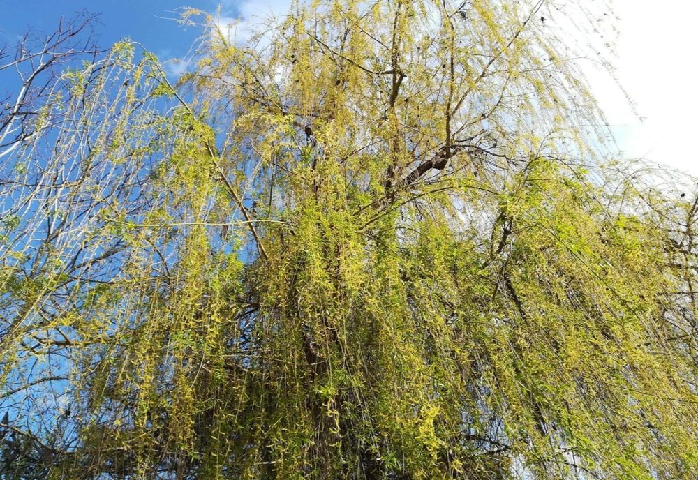 Tradiții de Florii