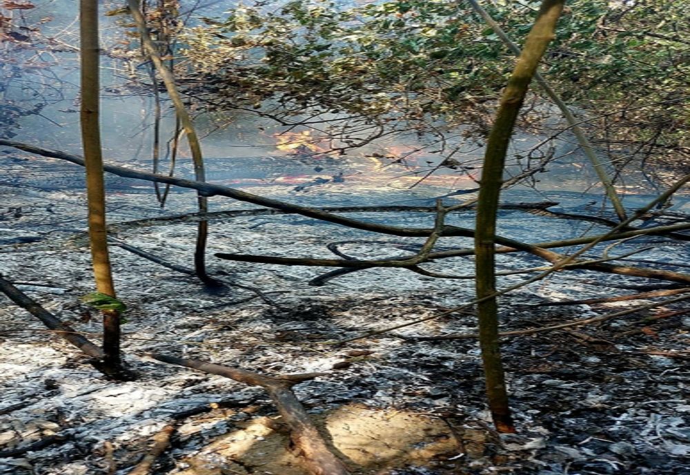 Trei hectare de vegetaţie şi litieră de pădure, mistuite de flăcări, la Herăşti. Pompierii au acţionat ore în şir