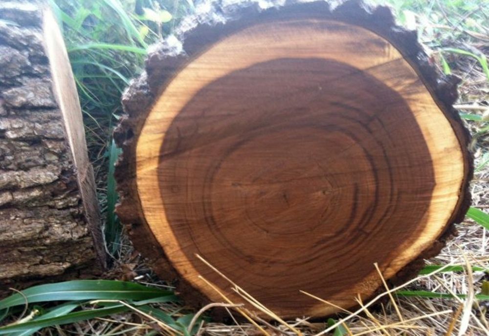 Copacul pe care NU ai voie să-l tai în România - legea INTERZICE TOTAL asta: amendă uriașă