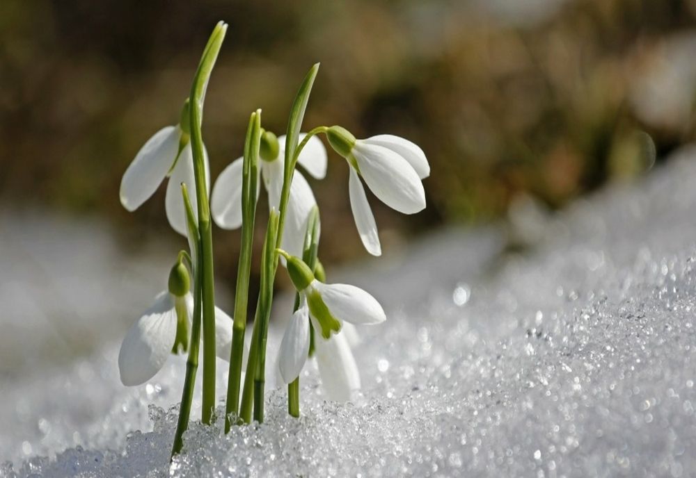 Vremea 26 februarie - Temperaturi peste media acestei perioade și cod galben de ninsori