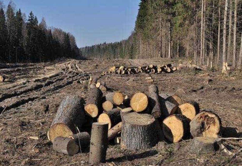 TĂIERILE ILEGALE ÎN PĂDURILE DE STAT AU ADUS PAGUBE DE 7,3 MILIOANE DE LEI