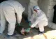 Numărul focarelor de pestă porcină din județul Călărași a ajuns la 59