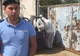 Cei peste 100 de porci crescuți în curtea fostului poligon din Călărași au fost eutanasiați