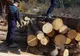 Amenzi de peste 11.000 lei pentru tăieri ilegale de arbori