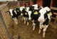 APIA Călărași efectuează plata ajutorului de stat pentru ameliorarea raselor de animale
