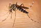 O bătrână din județul Călărași a decedat din cauza virusului West Nile! Un al doilea caz a fost confirmat ieri