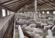 Virusul pestei porcine africane, confirmat la o fermă cu aproximativ 5.000 de porci din Vâlcelele