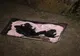 Misiune neobișnuită pentru pompierii călărășeni. Au salvat șapte cățeluși blocați într-un bazin