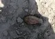 Descoperire "explozivă" la Radoveanu