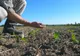 Efectele secetei, devastatoare în România. Aproape 828.000 de hectare sunt afectate