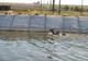 FOTO VIDEO Căprioare salvate de la înec de pompieri și jandarmi