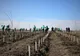 Romsilva înfiinţează alte 60 de hectare de perdele forestiere de protecţie, în judeţele Călăraşi şi Brăila