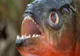 Pește piranha, devoratorul de oameni, găsit la Oradea, în apele Crișului Repede