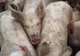 Criză agricolă majoră: aproape 10.000 de porci uciși din cauza unui focar de febră aftoasă