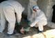 Numărul focarelor de pestă porcină din județul Călărași a ajuns la 59