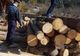 Amenzi de peste 11.000 lei pentru tăieri ilegale de arbori