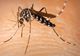 A fost confirmat al cincilea caz de infecție cu West Nile la un bărbat din municipiul Călărași