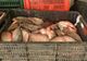 Pește confiscat de jandarmi, predat Grădinii Zoologice din Călărași
