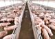 Focar de Pestă Porcină Africană la o fermă cu 5.000 de porci din județul Călărași